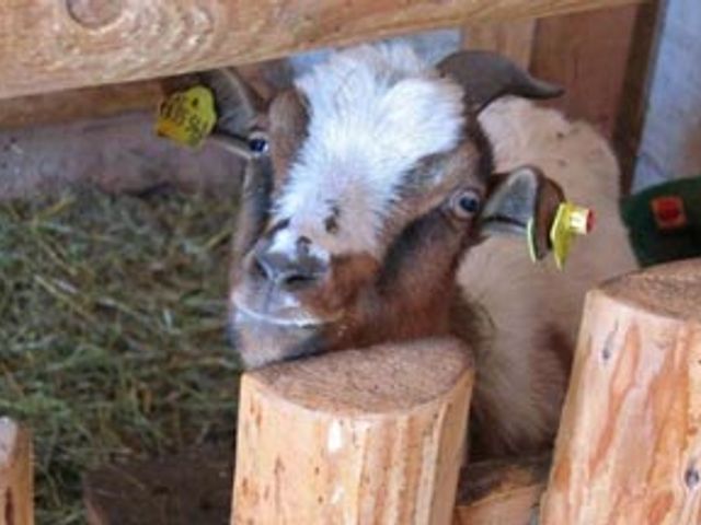 Ferien am Fuchsmooshof